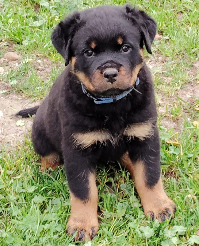 Rottweiler Welpe